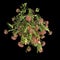 3d illustration of Combretum Indicum hanging isolated on black background