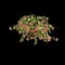 3d illustration of Combretum Indicum hanging isolated on black background