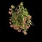 3d illustration of Combretum Indicum hanging isolated on black background