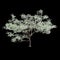 3d illustration of Cornus florida tree isolated on black background