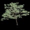 3d illustration of Cornus florida tree isolated on black background