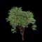 3d illustration of Corymbia calophylla tree isolated on black background