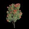 3d illustration of Corymbia ficifolia tree isolated on black background