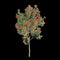3d illustration of Corymbia ficifolia tree isolated on black background