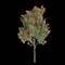 3d illustration of Corymbia ficifolia tree isolated on black background