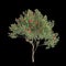 3d illustration of Corymbia ficifolia tree isolated on black background