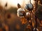 3D illustration of a cotton plant that is ready to be harvested.