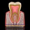 3d illustration of the cross section anatomy of the human tooth