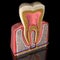 3d illustration of the cross section anatomy of the human tooth side view