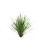 3d illustration of cymbopogon citratus grass isolated on white background