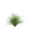 3d illustration of cymbopogon citratus grass isolated on white background