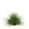 3d illustration of cymbopogon citratus grass isolated on white background