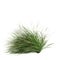 3d illustration of cymbopogon citratus grass isolated on white background