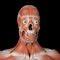 3d illustration of the facial muscles front view