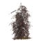 3d illustration of Fagus sylvatica tree isolated on white background