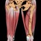 3d illustration of the femoral artery back view