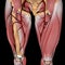 3d illustration of the femoral artery between muscles