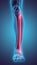 3D illustration of Fibula, medical concept.