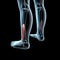 3d illustration of the fibularis brevis muscles anatomical position on xray body