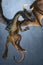 3D illustration of a flying horned dragon, cropped