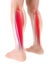 3D illustration of gastrocnemius, Part of Legs Muscle Anatomy