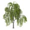 3D Illustration Green Willow on White