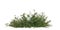 3d illustration of Grevillea Royal Mantle bush isolated on white background