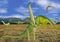 3D Illustration of a Group of Dinosaurs in a Field