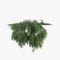3d illustration of hanging plant Acacia cognata isolated on white background