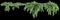 3d illustration of hanging plant Hedera canariensis isolated on black background