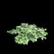 3d illustration of Hedera canariensis bush isolated on black background