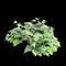 3d illustration of Hedera canariensis bush isolated on black background