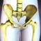 3d illustration of the hip ligaments