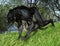 3D Illustration of horror fantasy showing a werewolf running in broad daylight