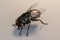 3D illustration of a housefly