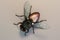 3D illustration of a housefly