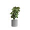 3d illustration of houseplant Ficus Lyrata isolated on white background