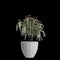 3d illustration of houseplant Pieris japonica isolated on black background