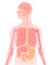 3D illustration human anatomy made of semitransparent plastic pink-red , , digestive system, esophagus, duodenum, lungs highlighte