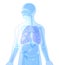 3D illustration human anatomy made of transparent plastic of blue color.