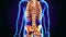 3d illustration of human body Axial skeleton anatomy