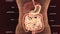 3d illustration of human body digestive system