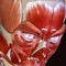 3d illustration of human body face muscles