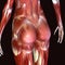 3d illustration of human body hips