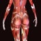 3d illustration of human body hips