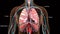 3d illustration of human body lungs anatomy