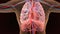 3d illustration of human body lungs anatomy