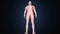 3d illustration of a human body shape anatomy.