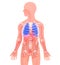 3d illustration of the human body, showing the internal anatomy on a silhouette.