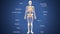 3d illustration of human body skeleton anatomy